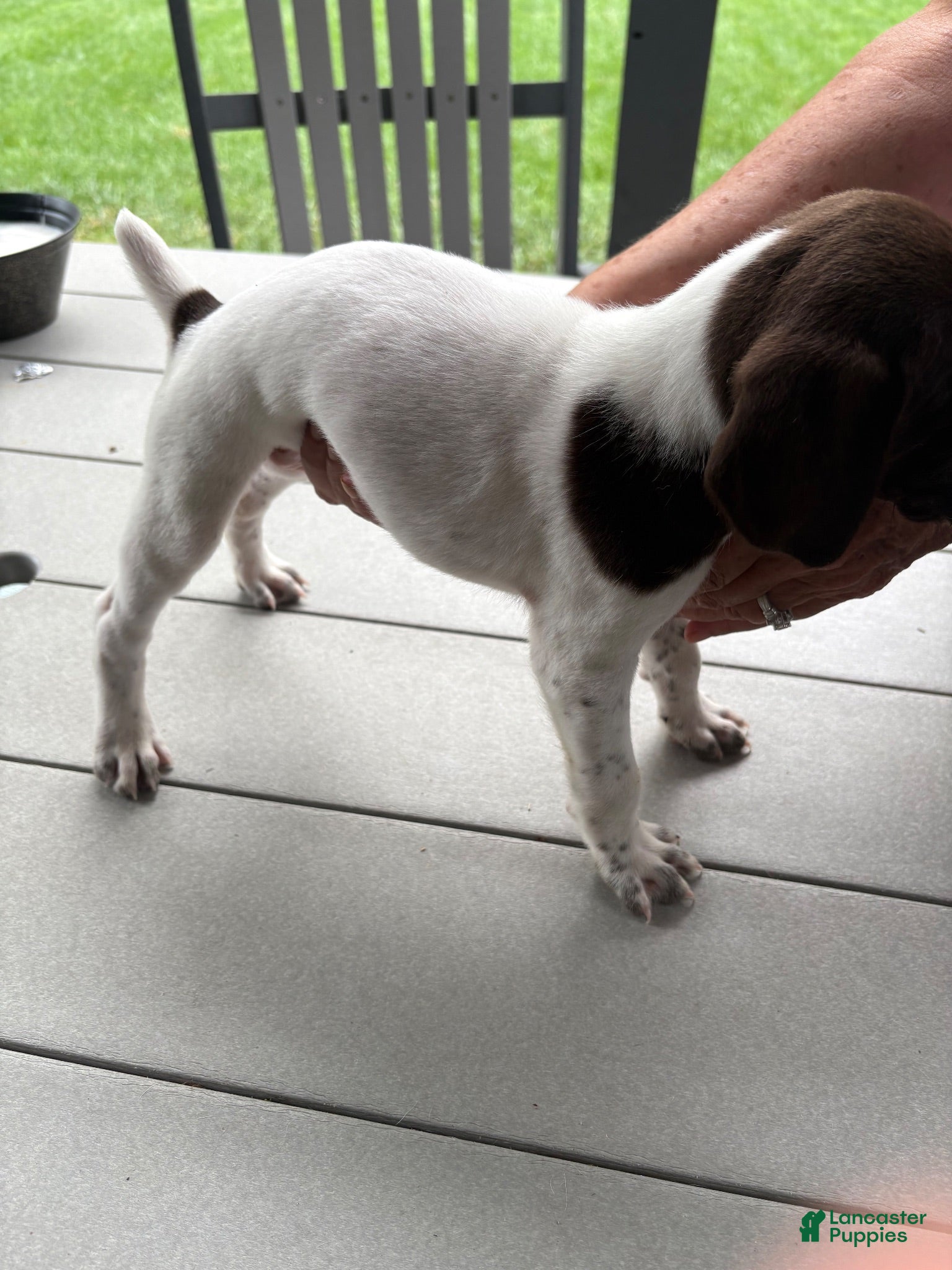 German Shorthaired Pointer dogs German Shorthaired Pointer 1 - Ad 10