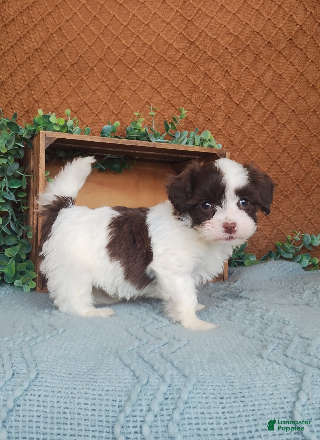 Havanese dogs for sale: Joy  - Ad 1