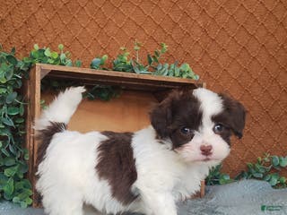 Havanese dogs Joy - Ad 10