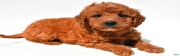 Mini Goldendoodle dogs for sale: Fawn  - Ad 6