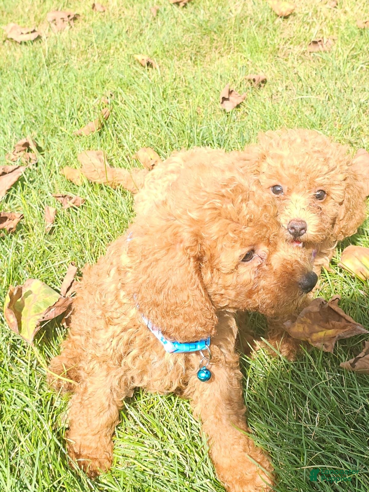 Miniature Poodle dogs Archie-Potty and Crate Training/Parents Health Tested - Ad 2