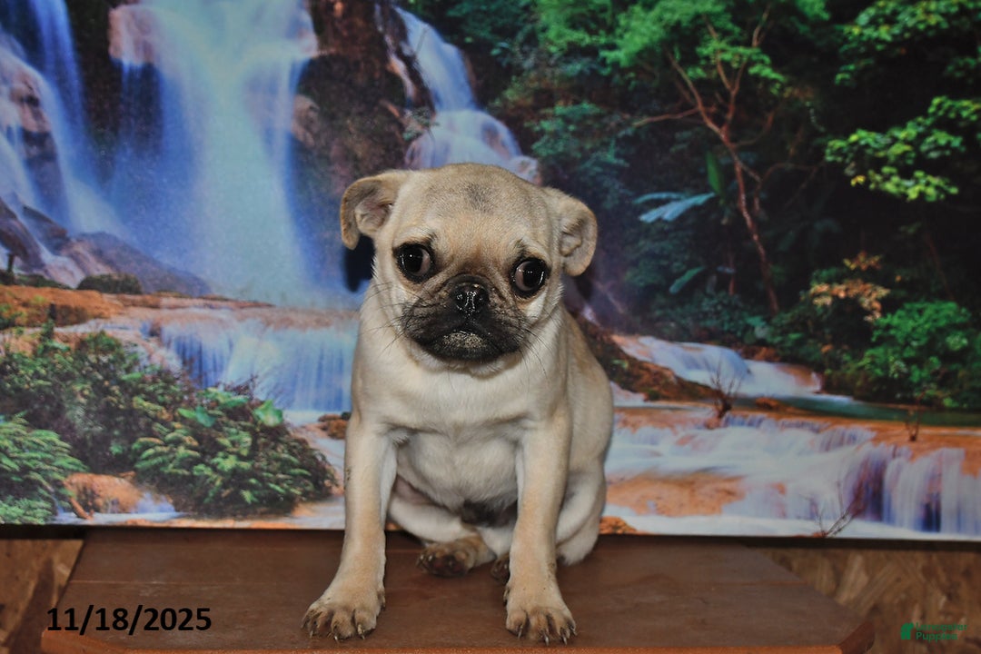 Pug dogs for sale: Wee Willy Winkie - Ad 3