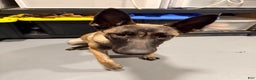 Belgian Malinois dogs for sale: Luna - Ad 5