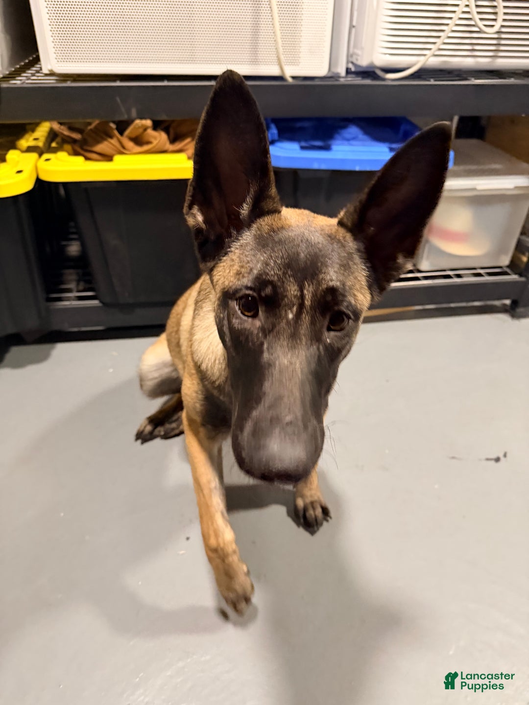 Belgian Malinois dogs for sale: Luna - Ad 5