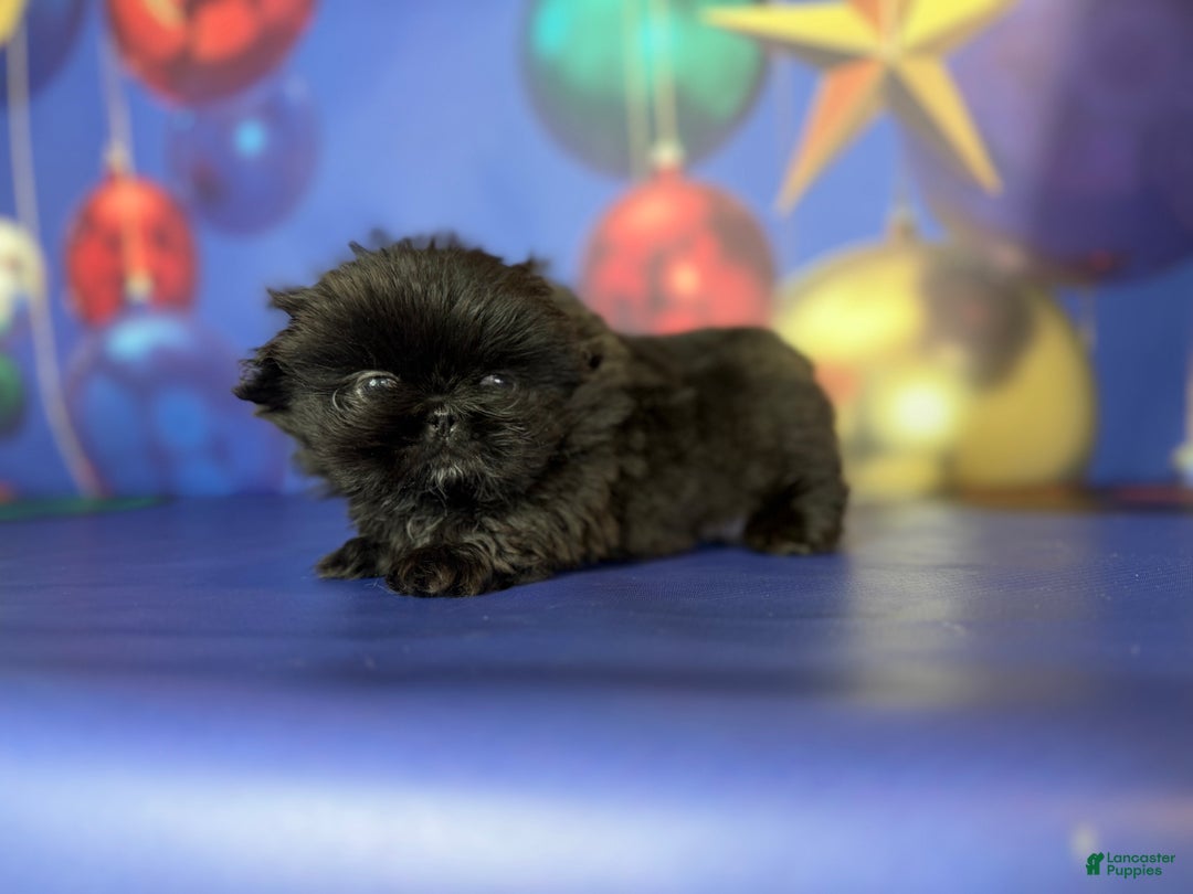 Pekingese dogs for sale: AKC DNA OFA Pablo - Ad 16