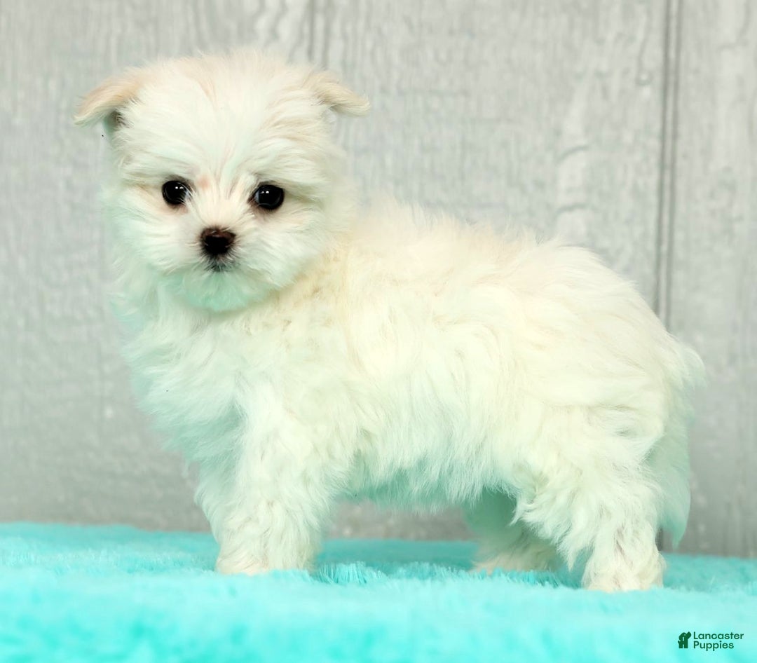 Maltese dogs for sale: Chloe - Ad 5