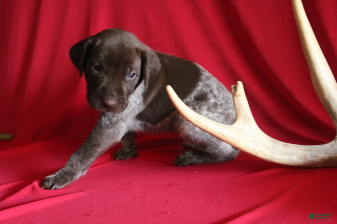 German Shorthaired Pointer dogs for sale: Kendall  - Ad 3