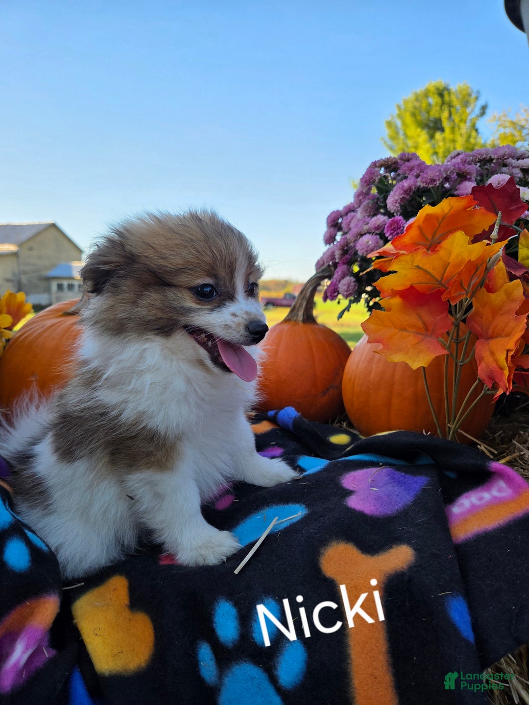 Pomeranian dogs for sale: Nicki - Ad 6