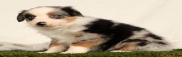 Miniature Australian Shepherd dogs for sale: Daisy - Ad 5