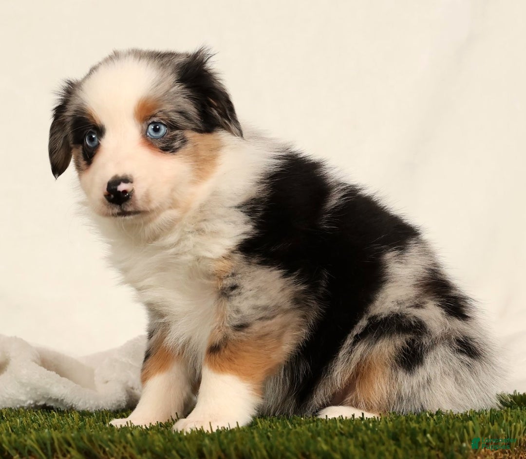 Miniature Australian Shepherd dogs for sale: Daisy - Ad 5