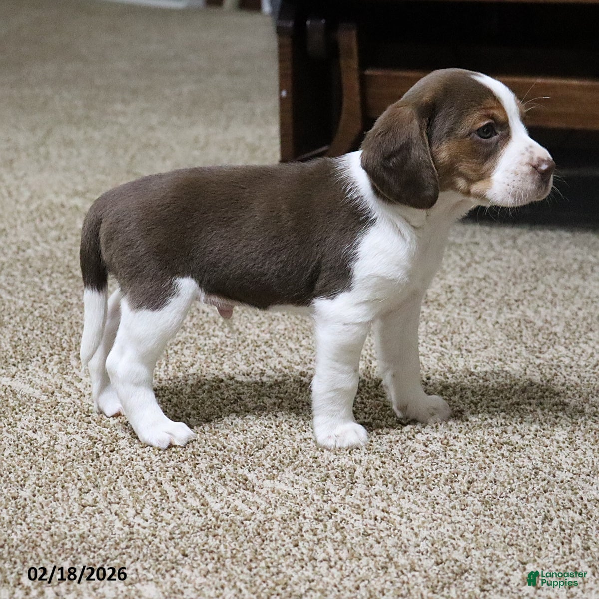 Beagle dogs Nutmeg - Ad 2