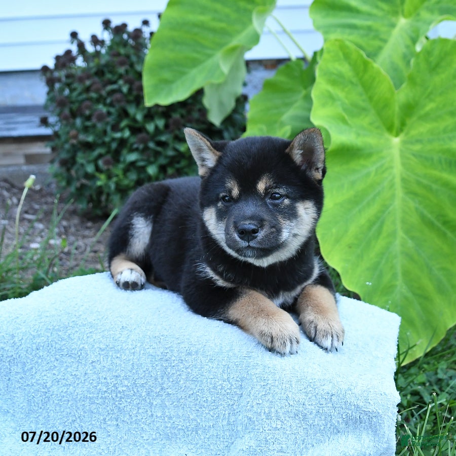 Shiba Inu dogs Josie - Ad 2