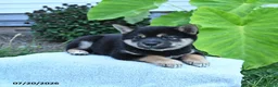 Shiba Inu dogs for sale: Josie - Ad 2