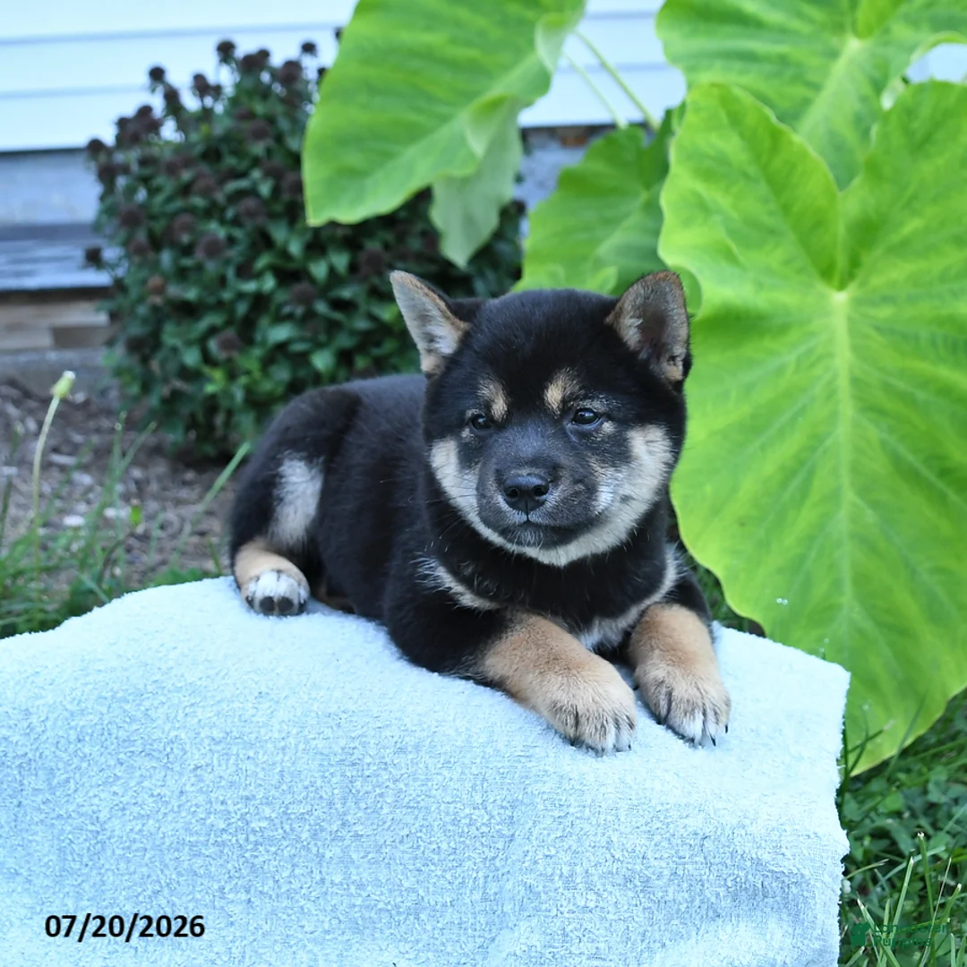 Shiba Inu dogs for sale: Josie - Ad 2
