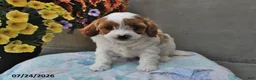 Cavapoo dogs for sale: Dakota - Ad 3