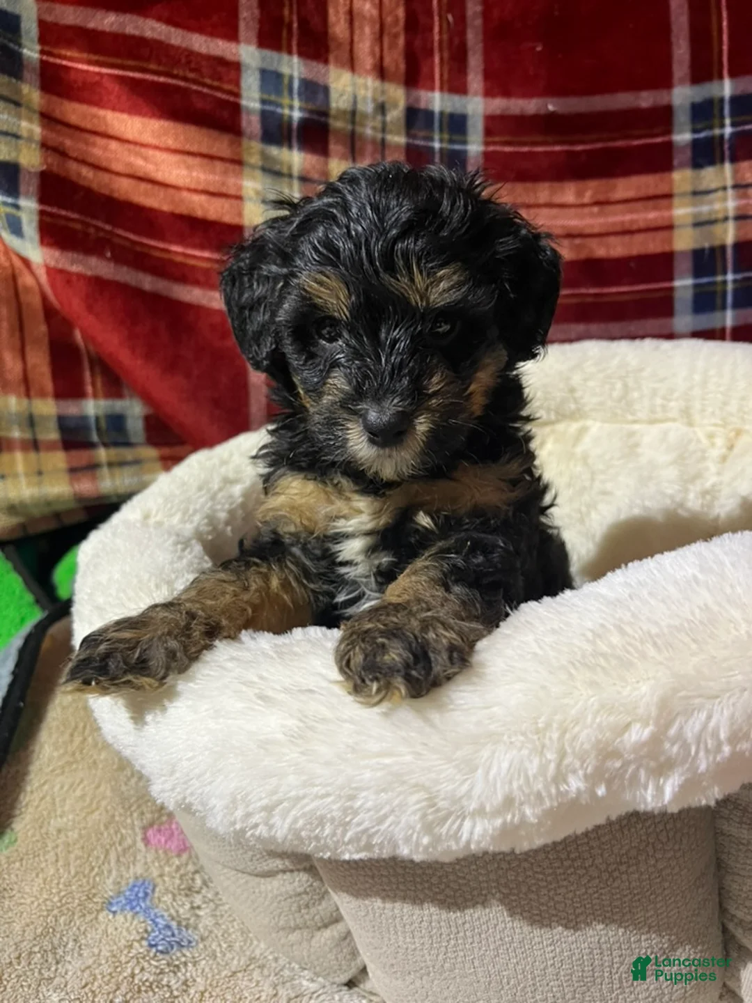 Bernedoodle dogs for sale: Summit - Ad 1