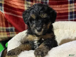 Bernedoodle dogs Summit - Ad 11