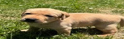 Labrador Retriever dogs for sale: Brown Collar Puppy 2 - Ad 3
