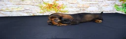 Miniature Dachshund dogs for sale: Lizz - Ad 14