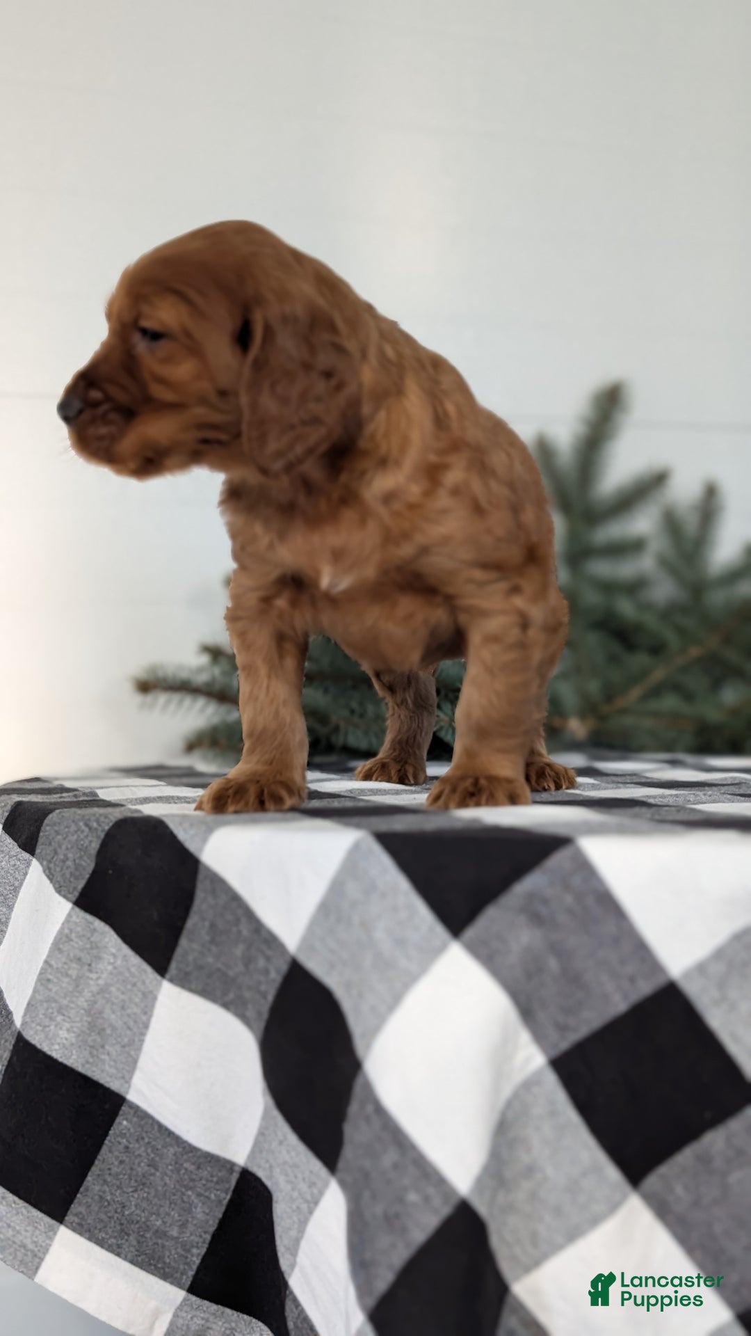 Irish Setter dogs for sale: Enzo  - Ad 5