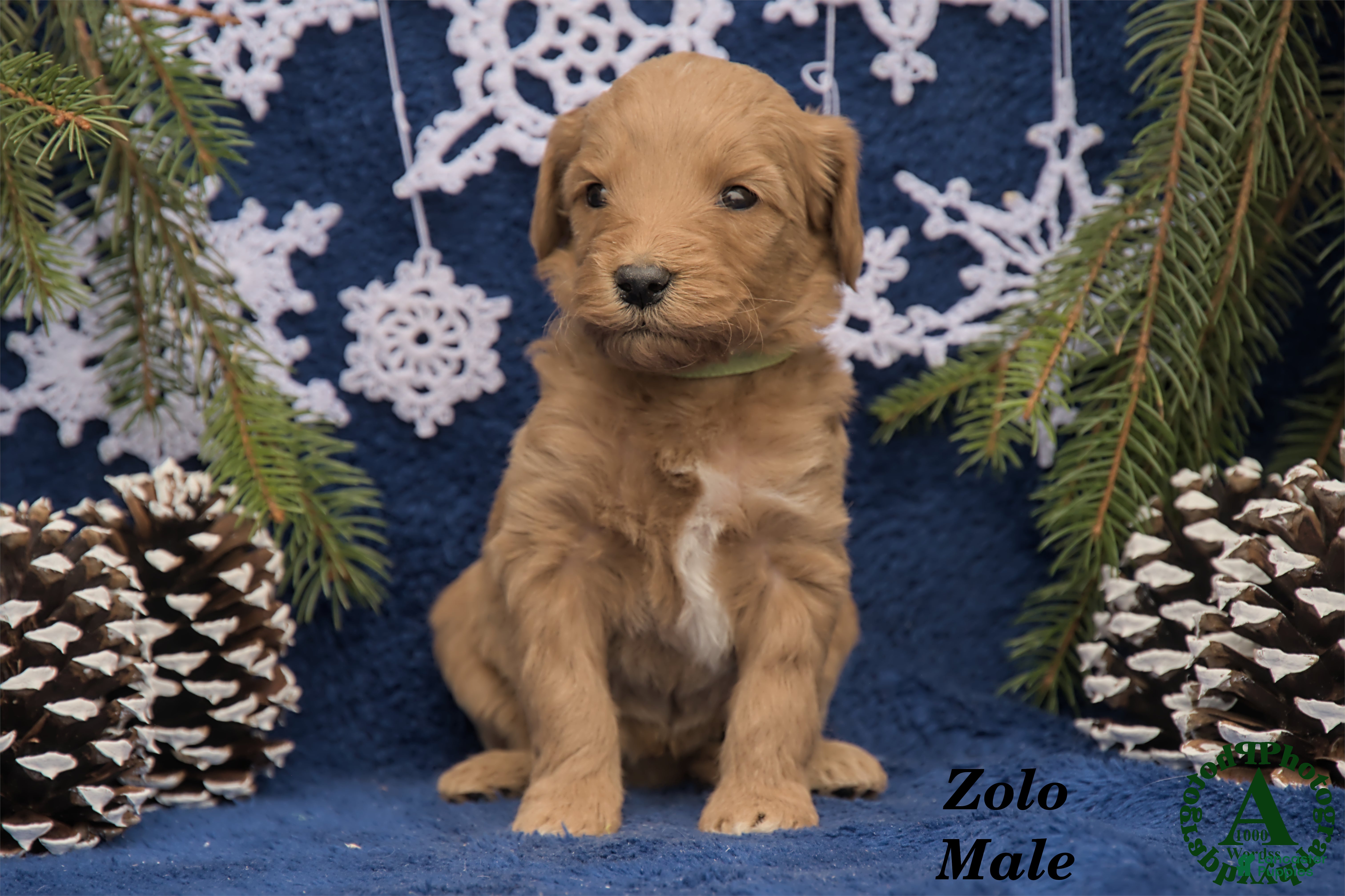 Mini Goldendoodle dogs Zolo - Ad 2