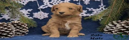 Mini Goldendoodle dogs for sale: Zolo - Ad 2