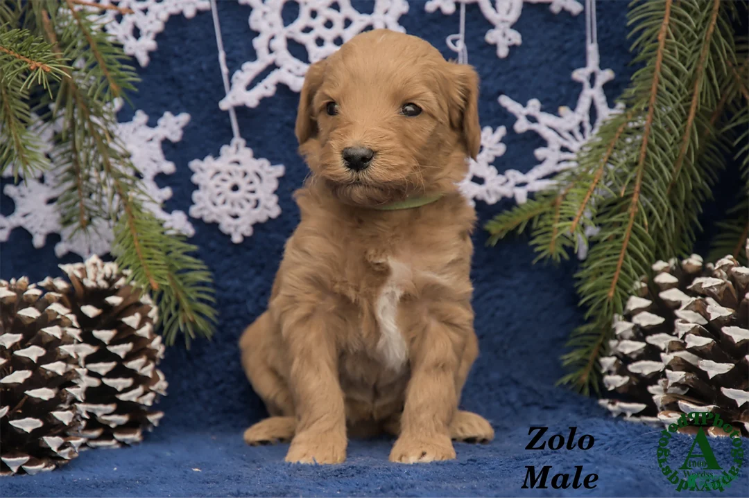 Mini Goldendoodle dogs for sale: Zolo - Ad 2
