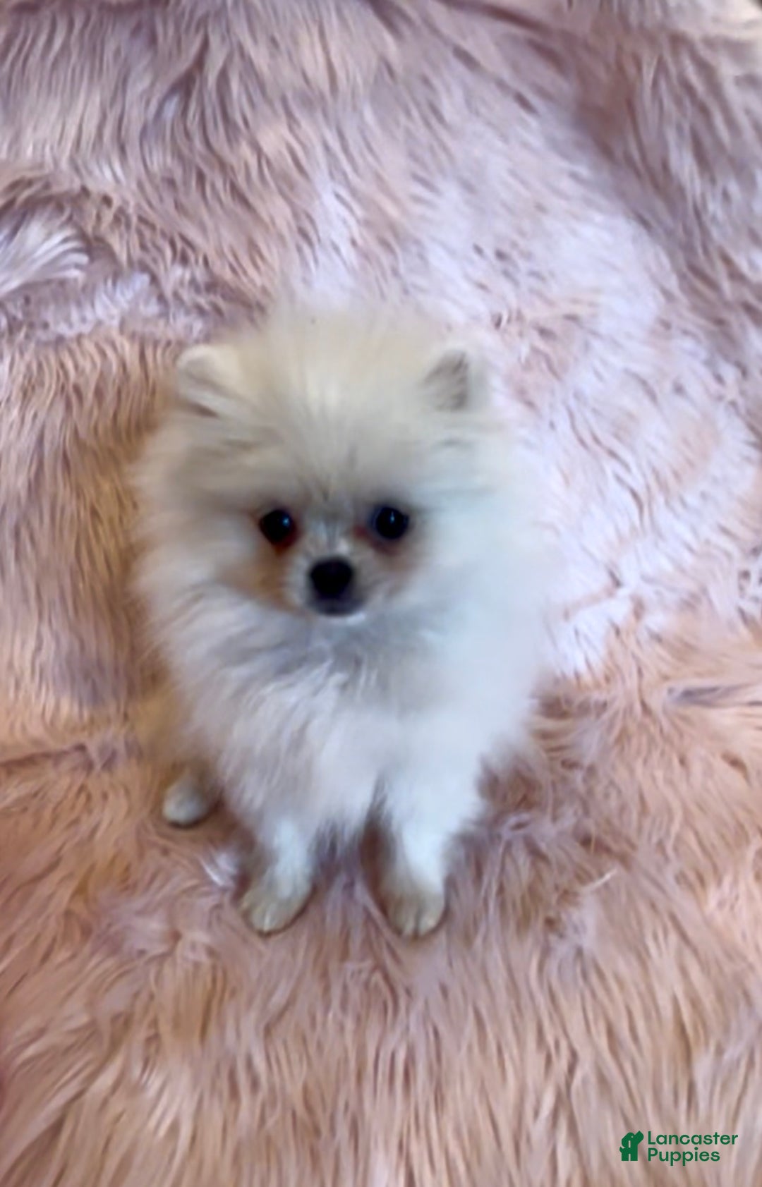 Pomeranian dogs for sale: Lynette AKC Registered full rights  - Ad 15