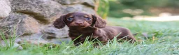 Miniature Dachshund dogs for sale: Stella - Ad 12