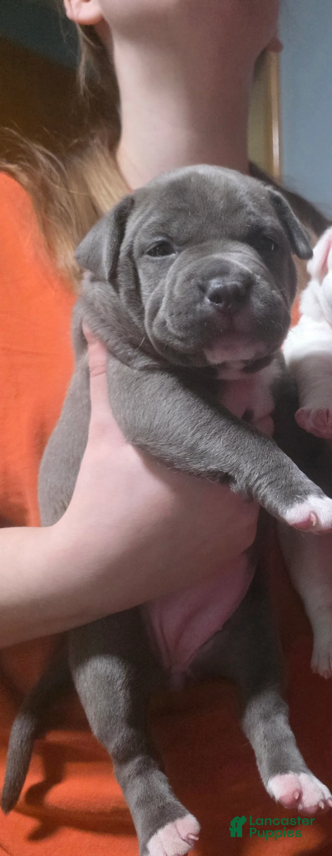 American Bully dogs for sale: Trixie - Ad 3