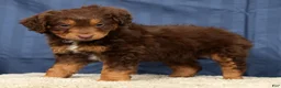 Mini Aussiedoodle dogs for sale: Alex - Ad 6