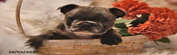 Frenchton dogs for sale: Pepper - Ad 2