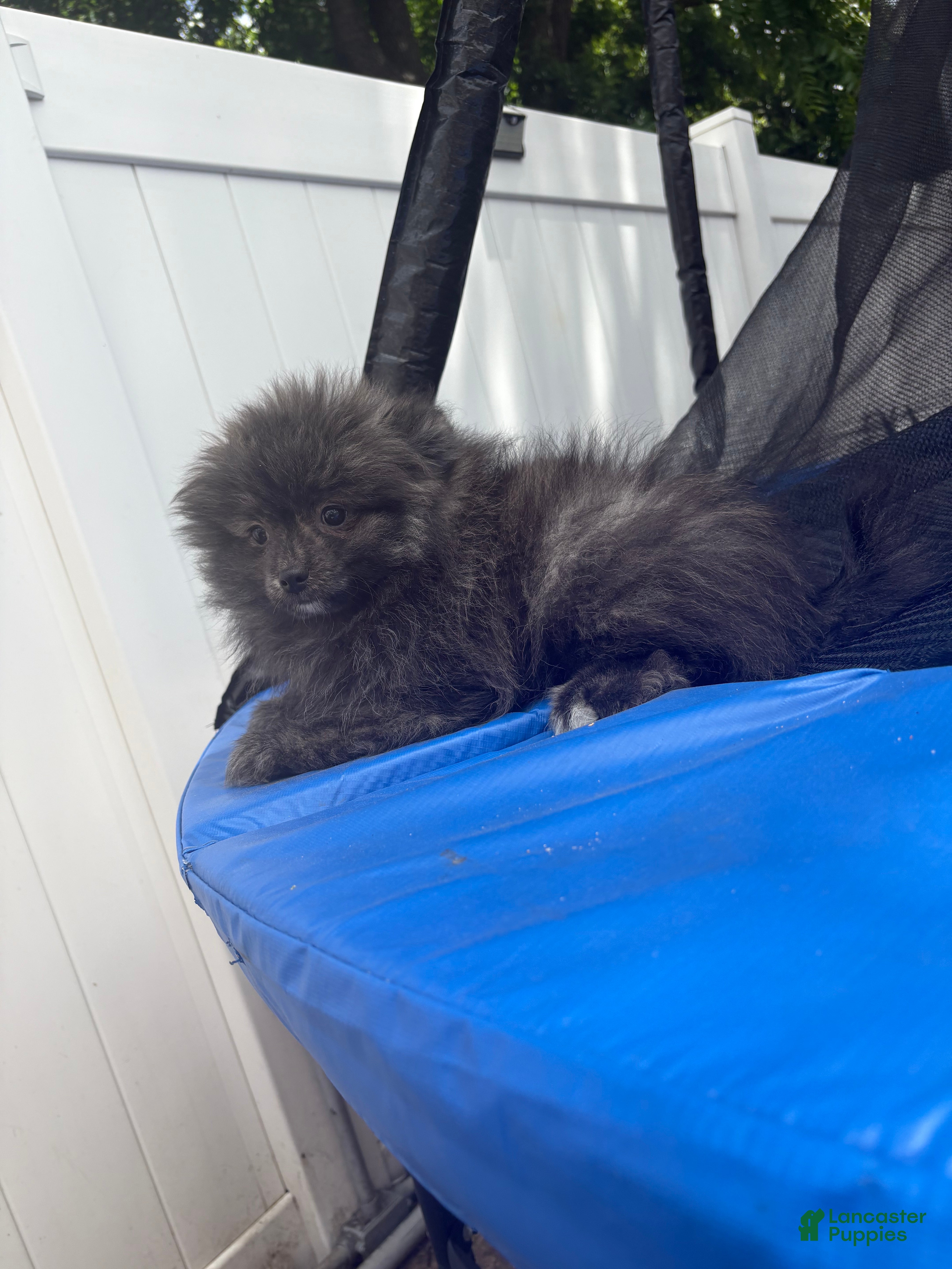 Pomeranian dogs Panda  - Ad 1