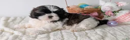 Shih Tzu dogs for sale: Eden - Ad 7