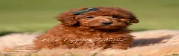 Toy Poodle dogs for sale: Lumi AKC - Ad 2