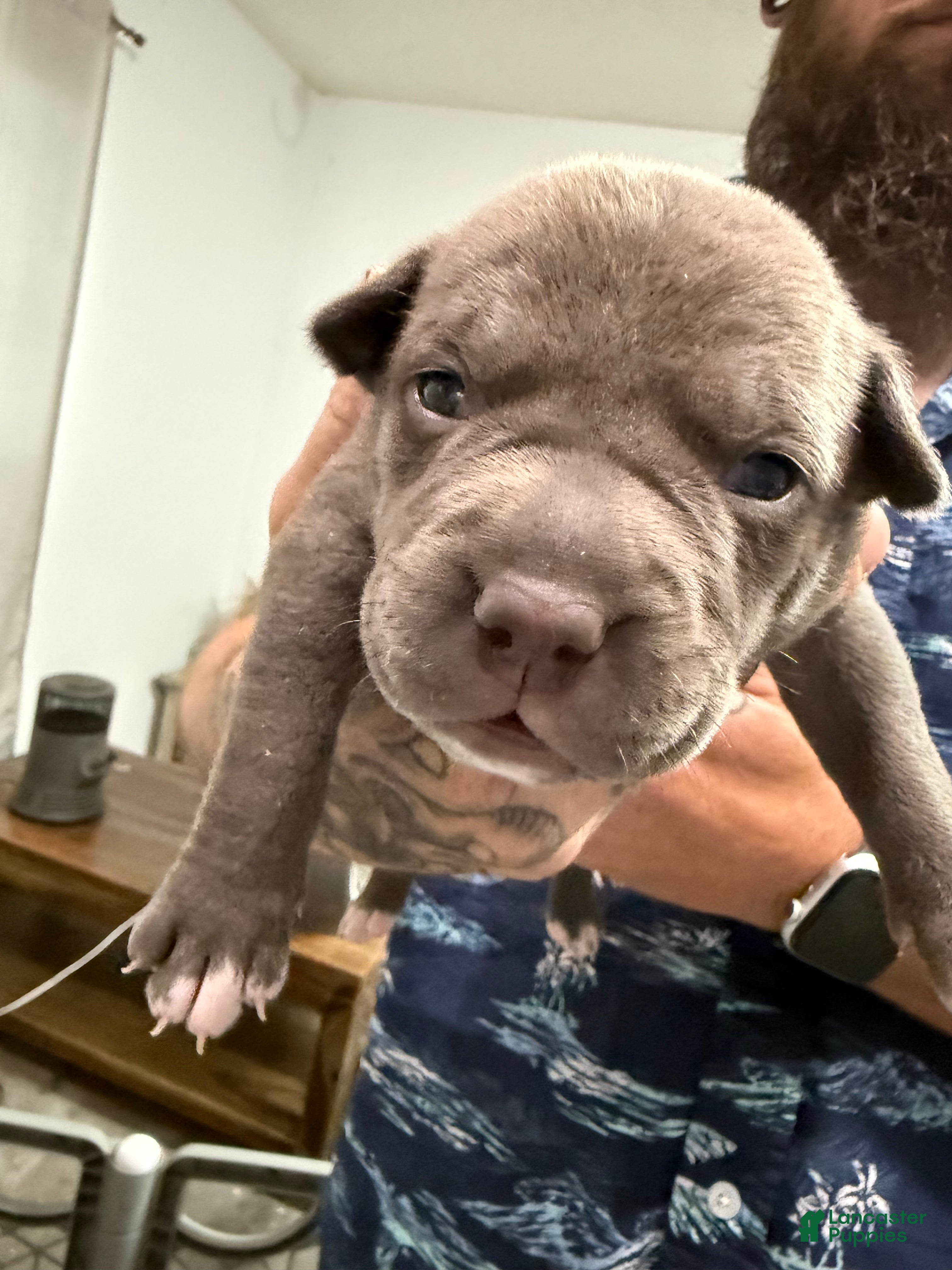 American Bully dogs Willow - XL American Bully Puppy  - Ad 31