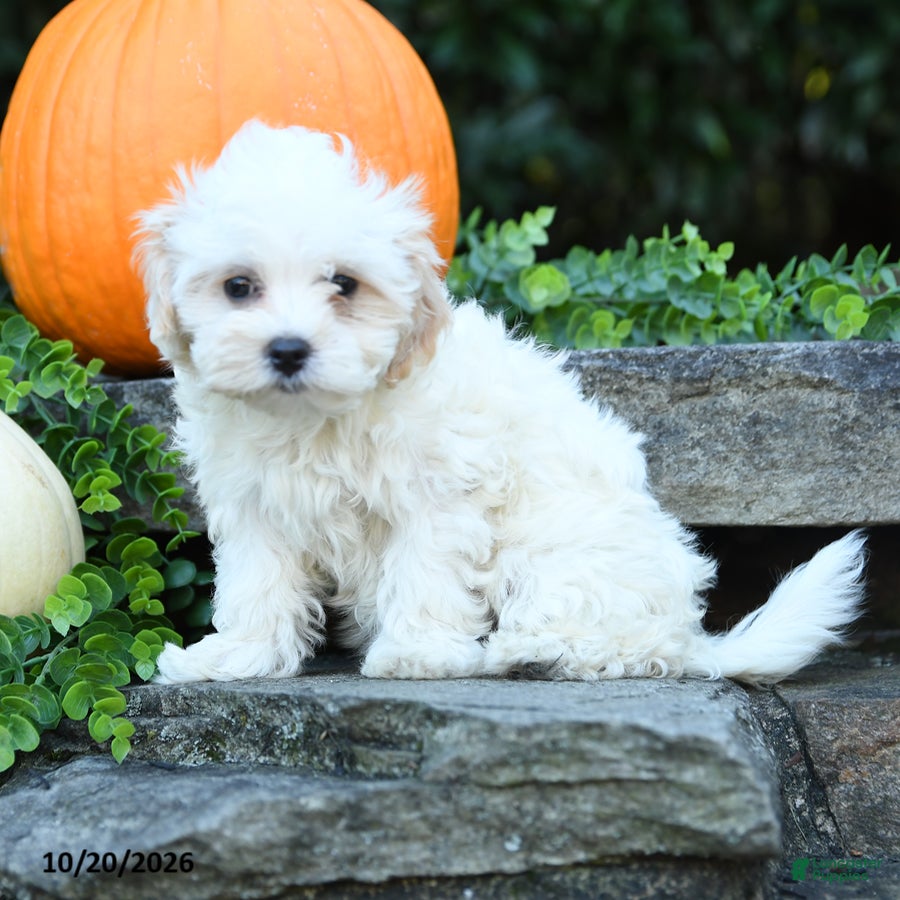 Maltipoo dogs Xeno - Ad 2