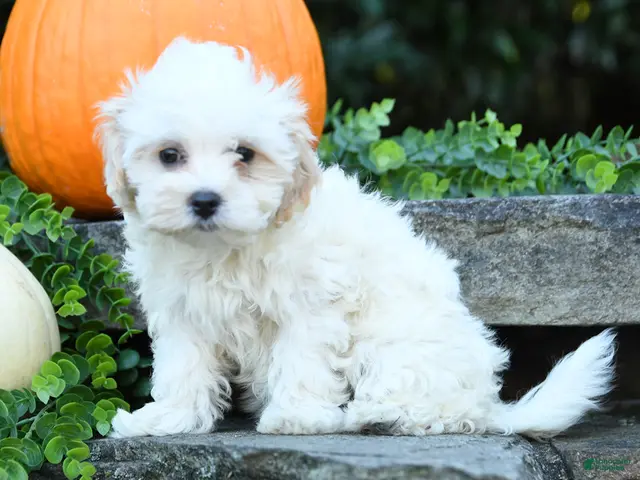 Maltipoo dogs for sale: Xeno - Ad 2