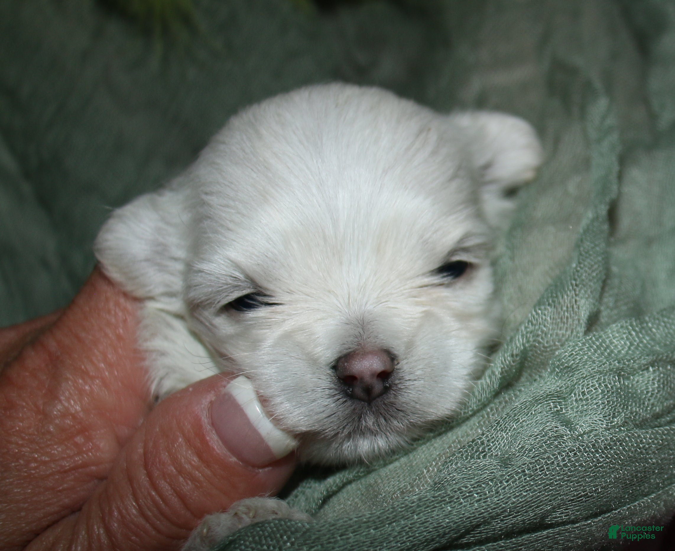 Maltese dogs for sale: Dakota - Ad 4