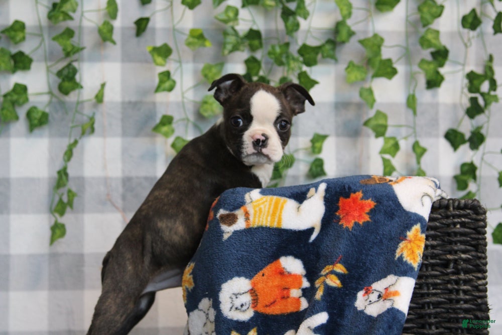 Boston Terrier dogs for sale: Koda - Ad 1