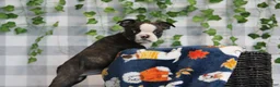 Boston Terrier dogs for sale: Koda - Ad 1
