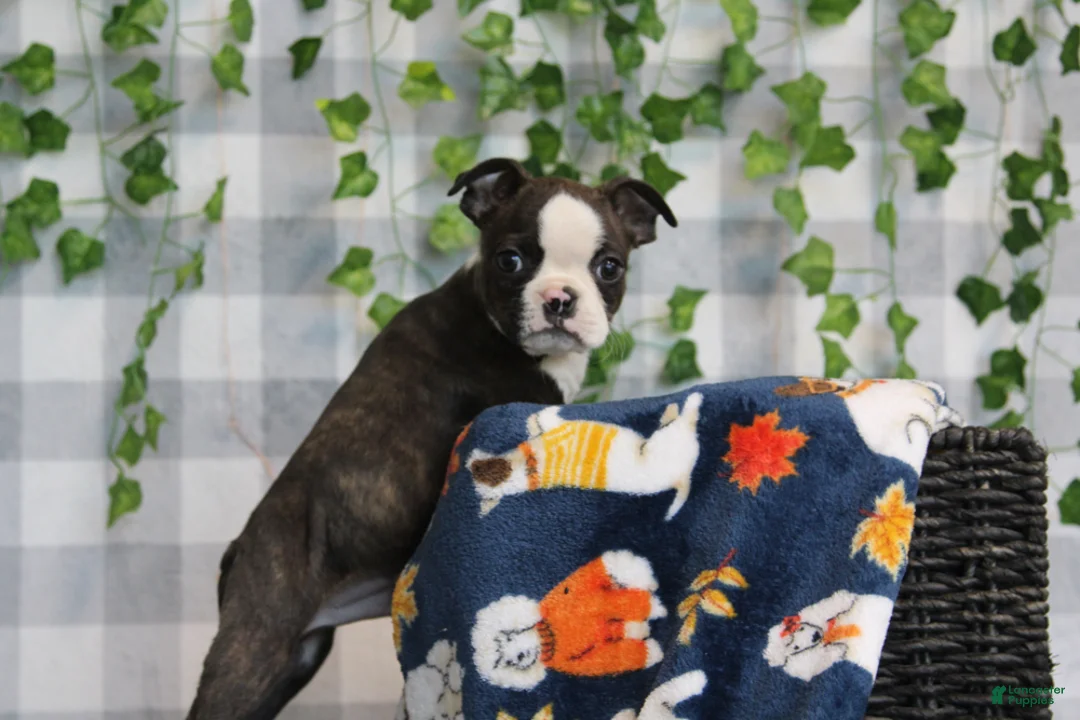 Boston Terrier dogs for sale: Koda - Ad 1