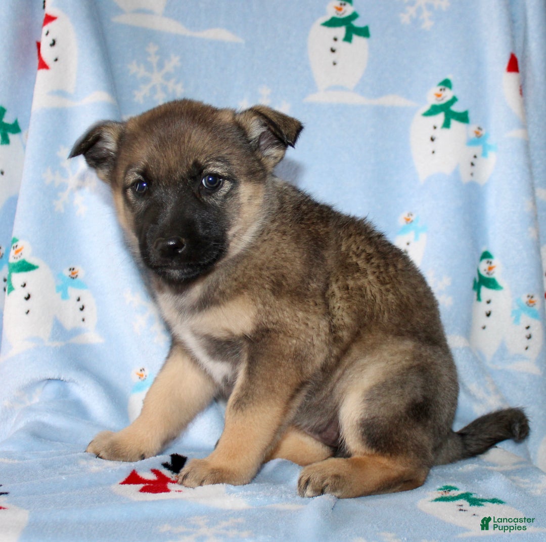 Mixed Breed dogs for sale: Ollie - Ad 4