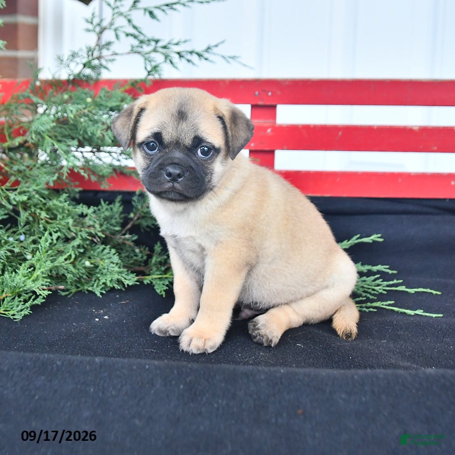 Mixed Breed dogs Sunflower - Ad 2