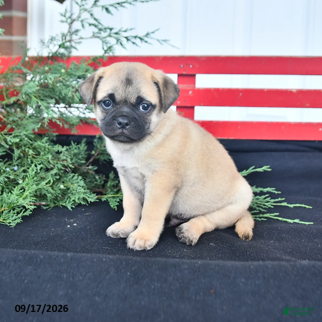 Mixed Breed dogs for sale: Sunflower - Ad 2