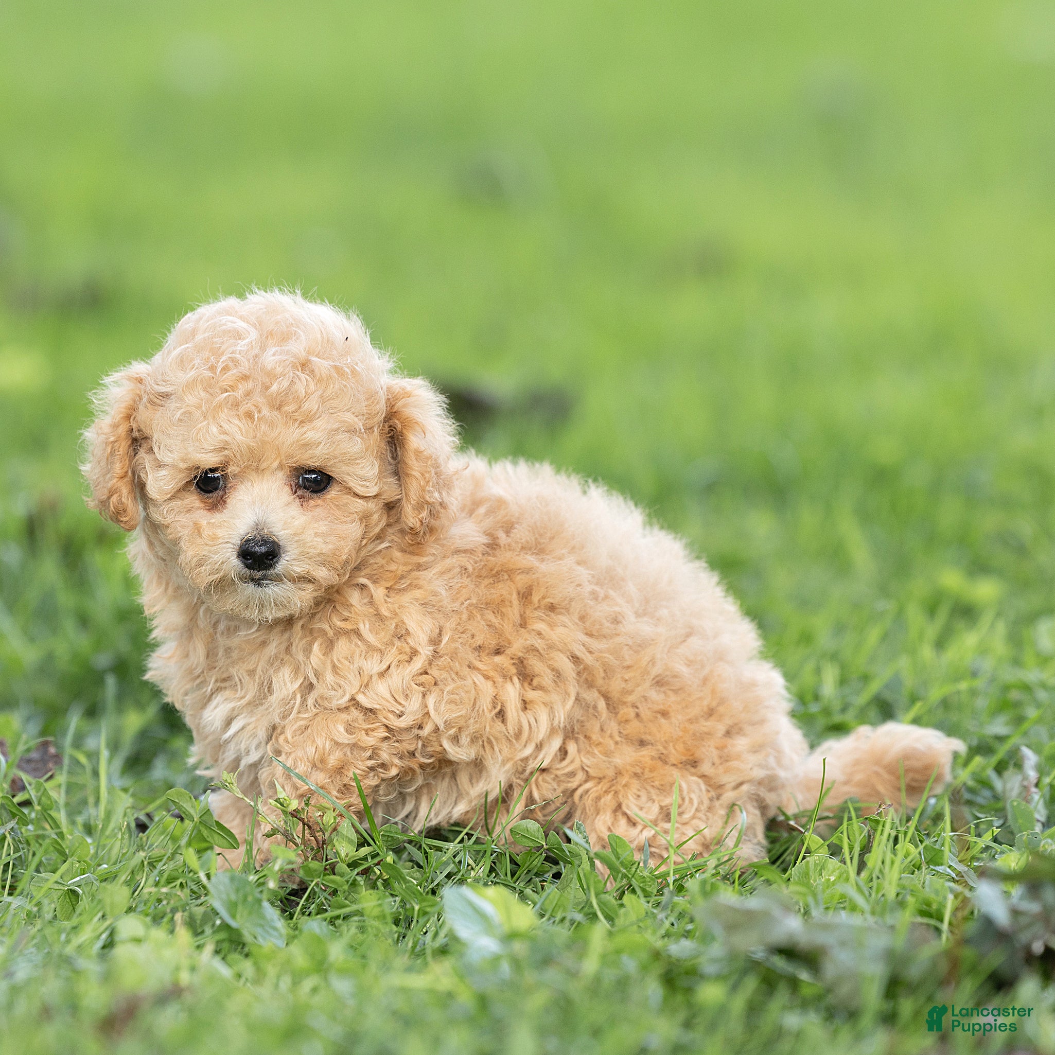 Maltipoo dogs Minnie Maltipoo  - Ad 2