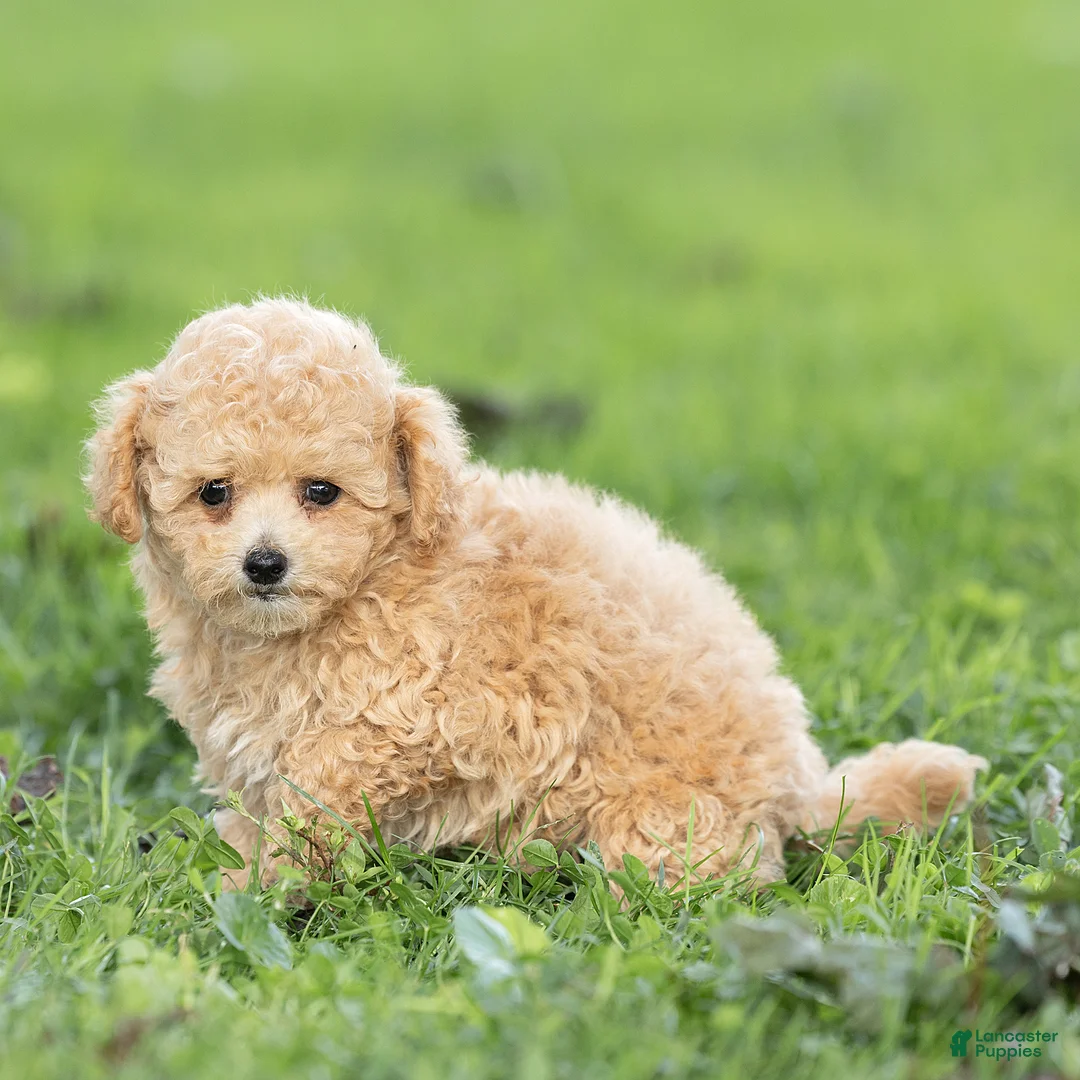 Maltipoo dogs for sale: Minnie Maltipoo  - Ad 2
