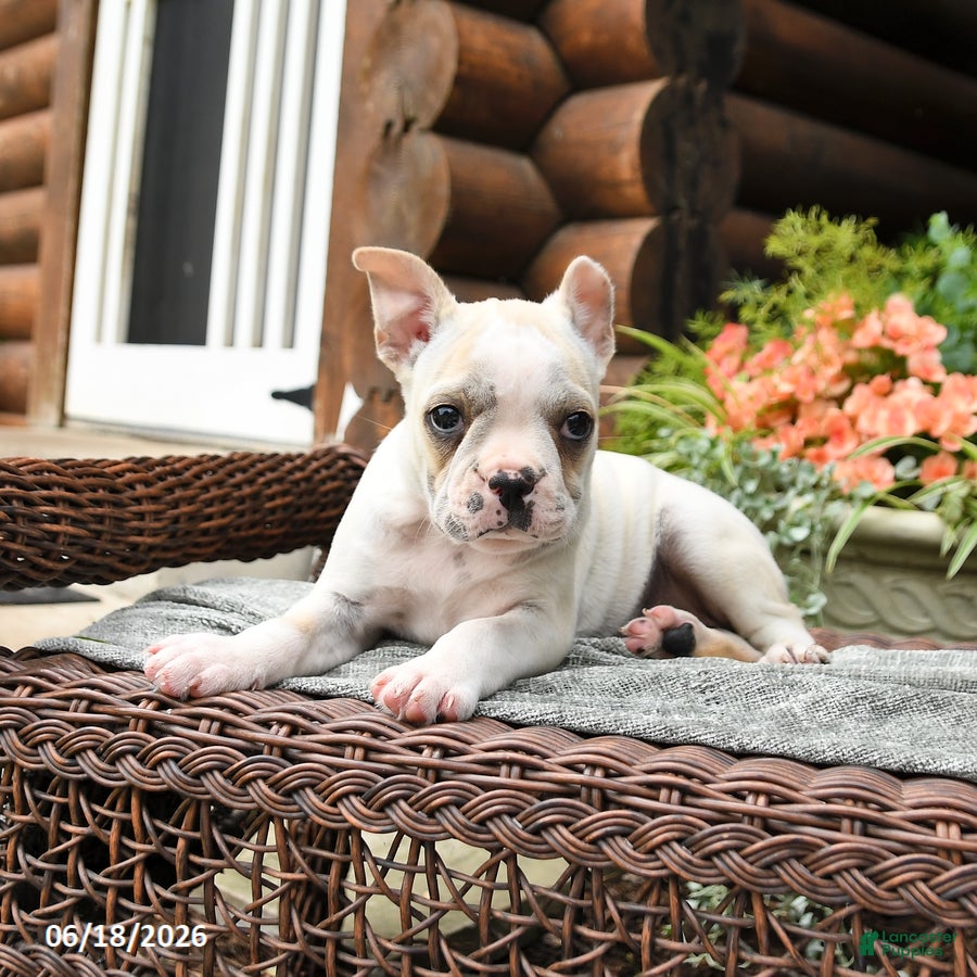 Boston Terrier dogs Micky - Ad 2
