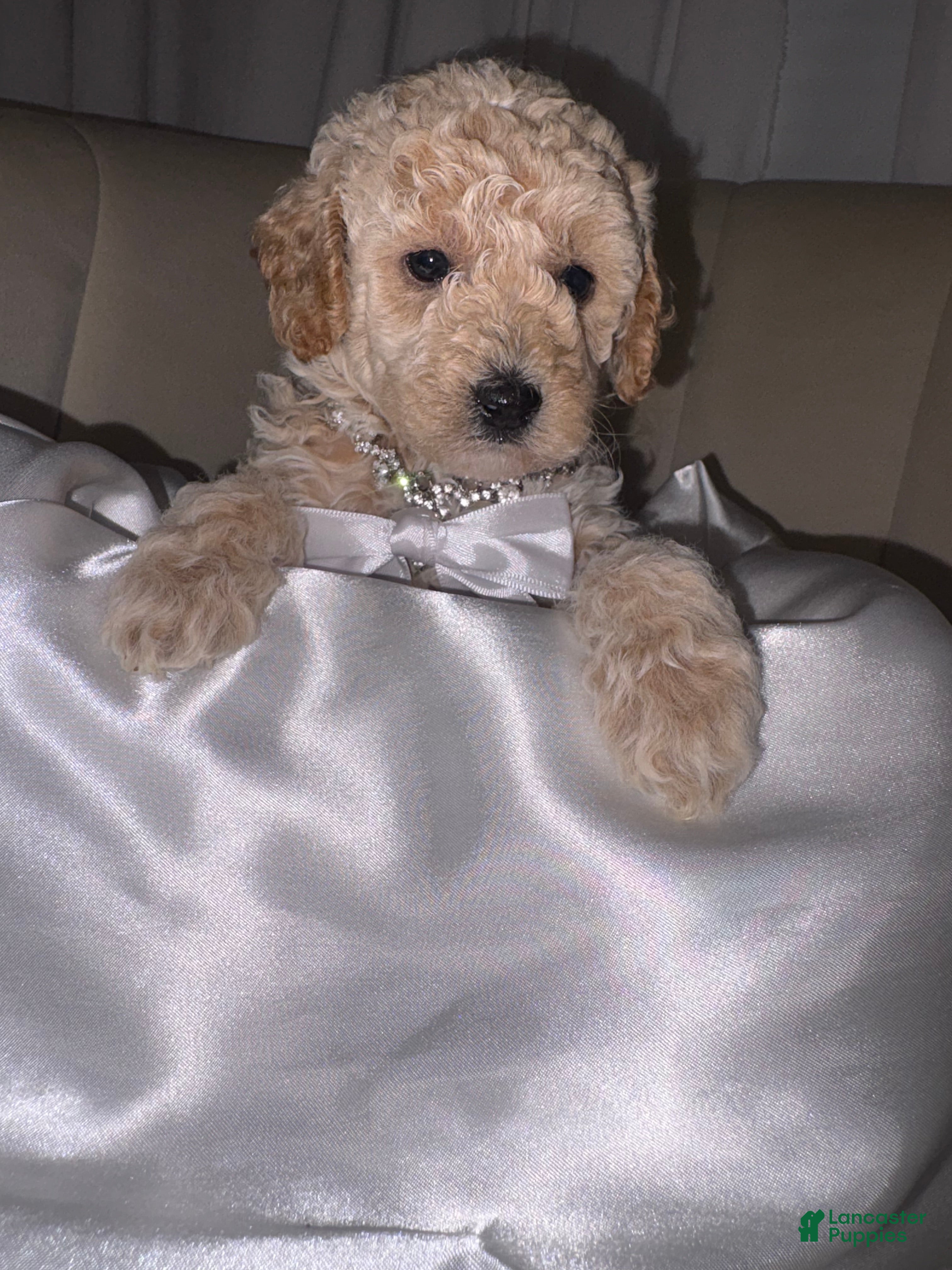 Toy Poodle dogs Toy Poodle Puppy 3 - Ad 2