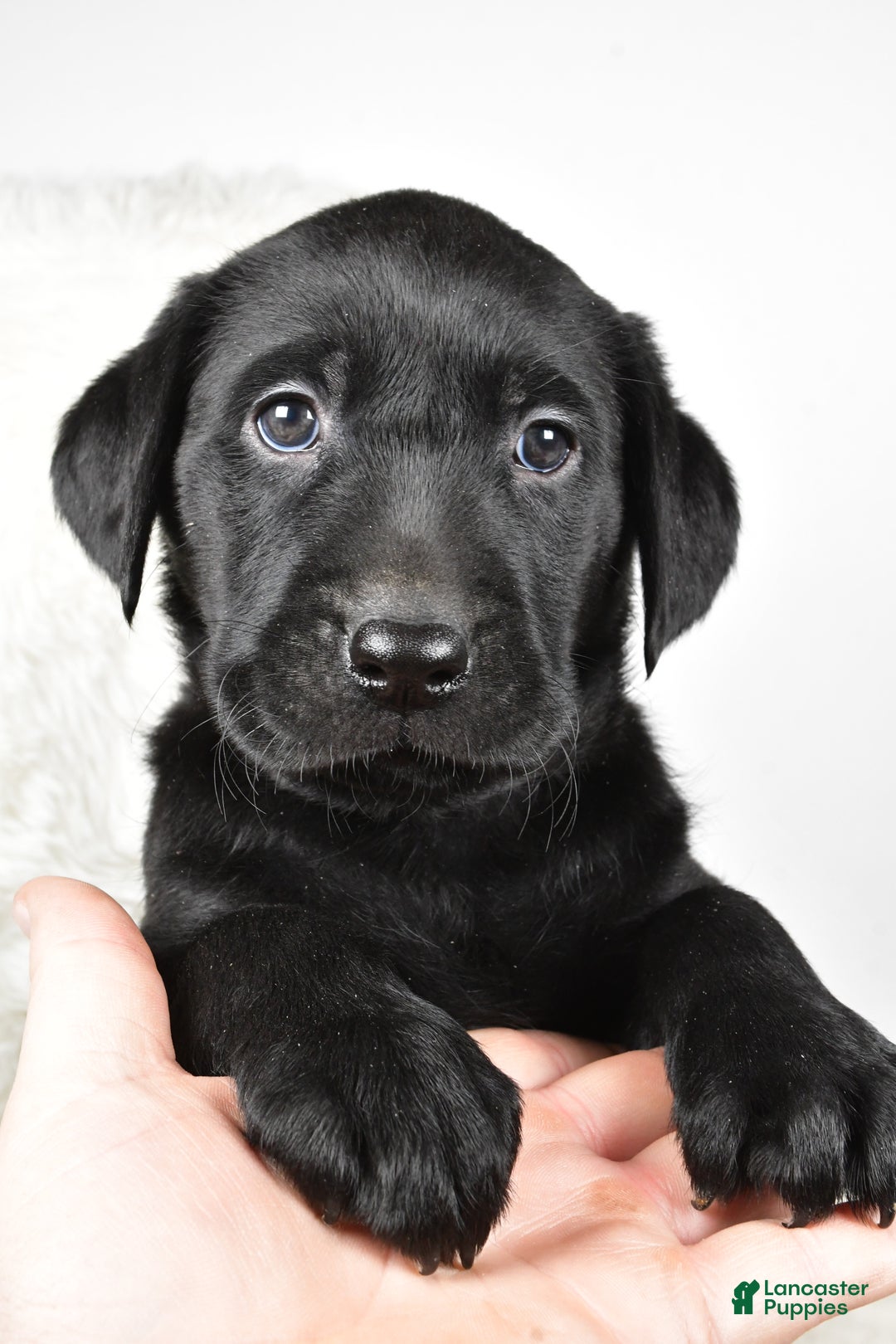 Labrador Retriever dogs for sale: Piper - Ad 3